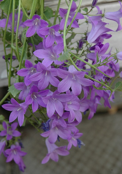 CAMPA POR BIRCH HYBRID #1