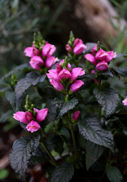 CHELONE LYO TINY TORTUGA #1