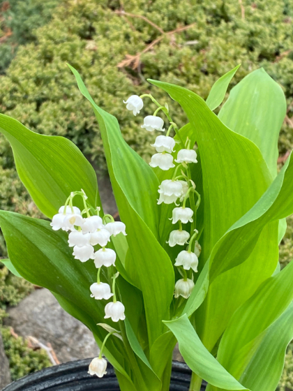 CONVA LILY OF THE VALLEY 4"/10T