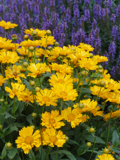 COREOPSIS X JETHRO TULL #1