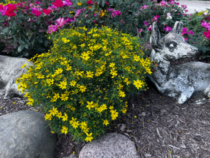 COREOPSIS VER ZAGREB #1