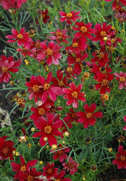 COREOPSIS RED SATIN #1