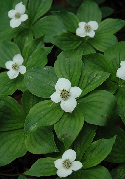 CORNUS CANADENSIS BUNCHBERRY #1