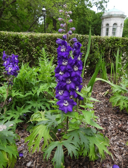 DELPH ELA AURORA DEEP PURPLE #1