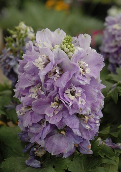 DELPH ELA AURORA LAVENDER #1