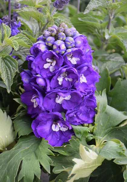 DELPH ELA DEL DK BLU WHT BEE #1