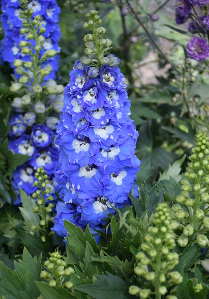 DELPH ELA DEL LT BLU WHT BEE #1