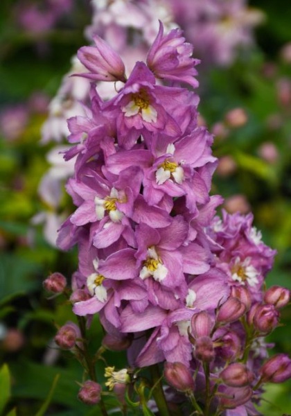 DELPH ELA DEL PINK WHITE BEE #1