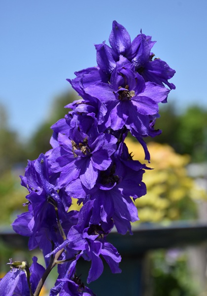 DELPH MAGIC FT DK BLUE/DK BEE #1