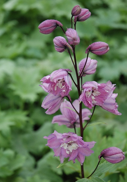 DELPH MAGIC FT LILAC PINK #1