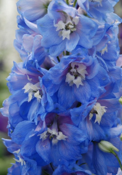 DELPH MAGIC FT SKYBLUE/WHITEBE#1