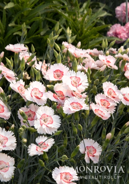 DIANTHUS AP GEORGIA PEACH PIE #1