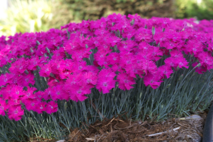 DIANTHUS GRA NEON STAR IMP #1