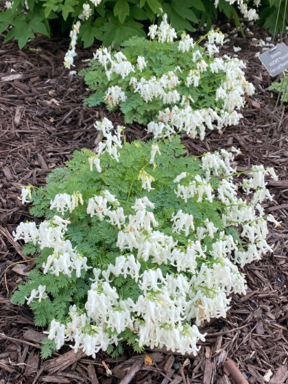 DICEN AMORE TITANIUM #1/7"