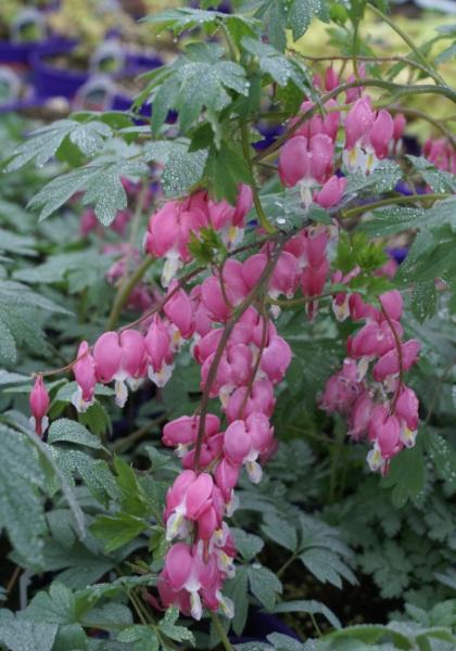 DICENTRA SPE BLEEDING HEART #2