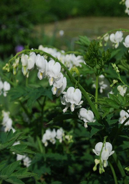 DICENTRA SPE ALBA #2WHITE