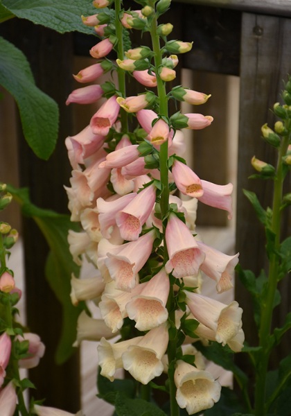 DIGIT PUR DALMATION PEACH #1