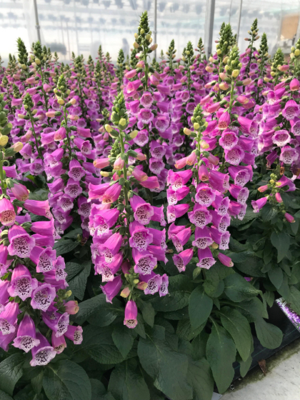 DIGIT PUR DALMATION PURPLE #1