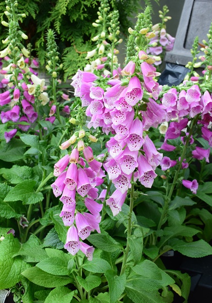 DIGIT PUR DALMATION ROSE #1