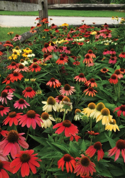 ECHINACEA CHEYENNE SPIRIT #1