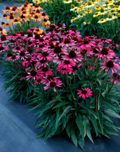 ECHINACEA DARK SHADOWS WICKED #1