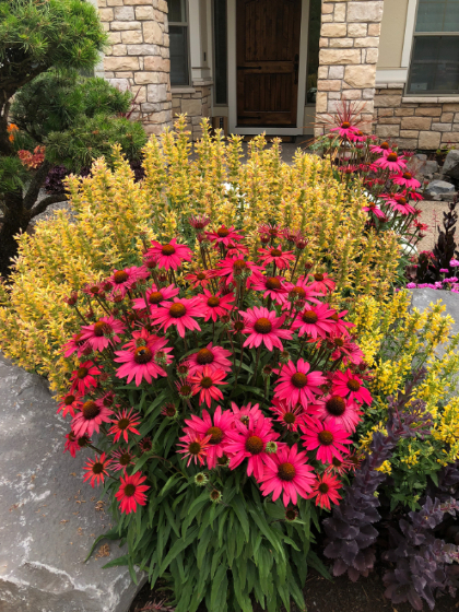 ECHINACEA GLOWING DREAM #1