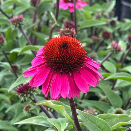 ECHINACEA PANAMA ROSE #1