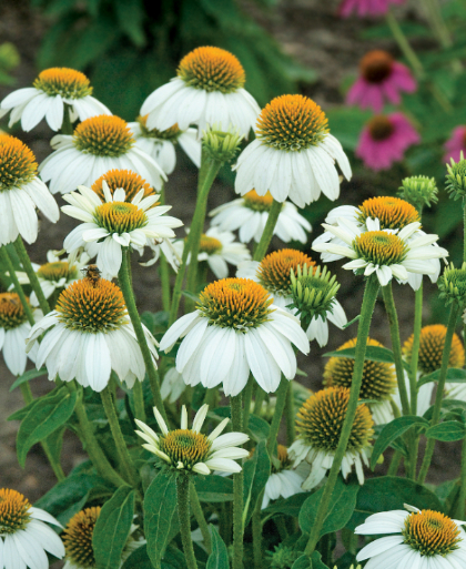 ECHINACEA PUR POWWOW WHITE #1