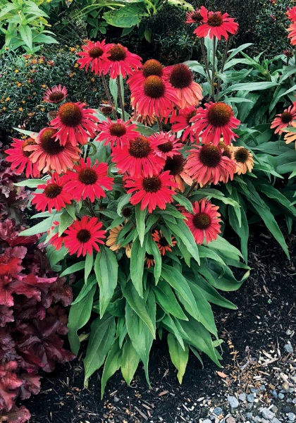 ECHINACEA PRIMA RUBY #1