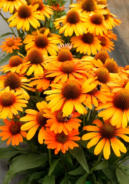 ECHINACEA PRIMA SAFFRON #1