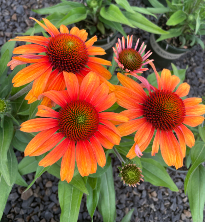 ECHINA PUR PRIMA TIGER #1