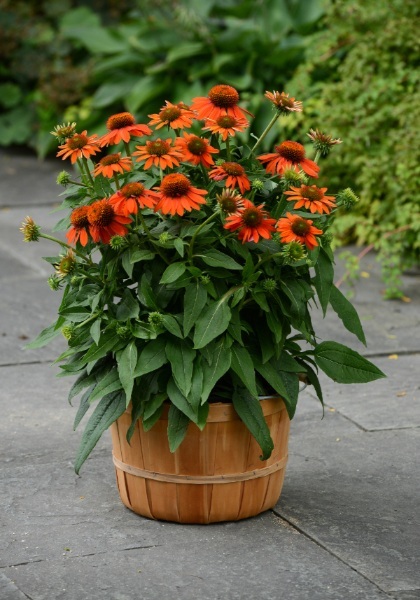 ECHINACEA SOMBRERO ADOBEORANGE#1