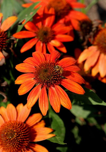 ECHINACEA SOMBRERO FIESTA ORNG#1