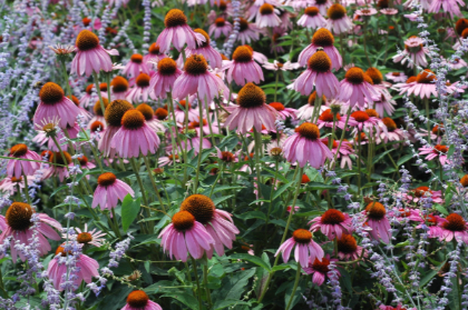 ECHINACEA PUR RUBY STAR #1