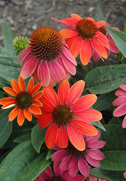 ECHINACEA SOMBRERO HOT CORAL #1