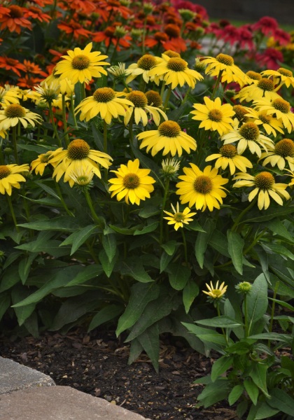 ECHINAC SOMBRERO LEMON YELLOW #1