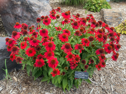 ECHINACEA SOMBRERO SALSA RED #1