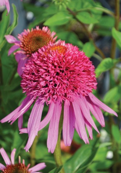 ECHINACEA DBL S BUBBLE GUM #1