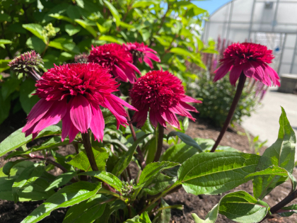 ECHIN DBL SCP DELUX WATERMELON#1