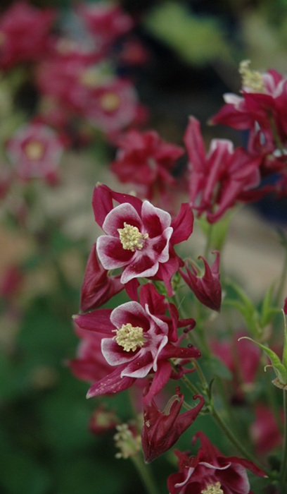 AQUIL VUL WINKY RED & WHITE #1