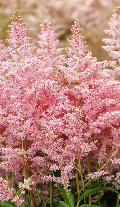 ASTILBE YOUNIQUE PINK #1
