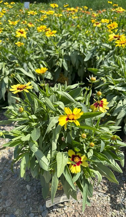 COREO UPTICK YELLOW AND RED #1