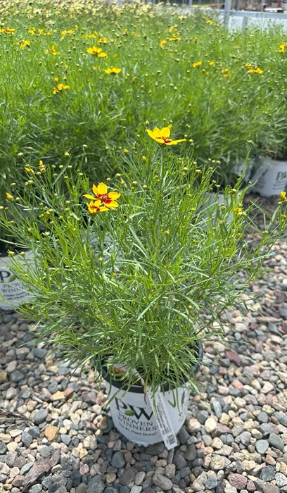 COREO VER GOLDEN NEEDLES #1PW