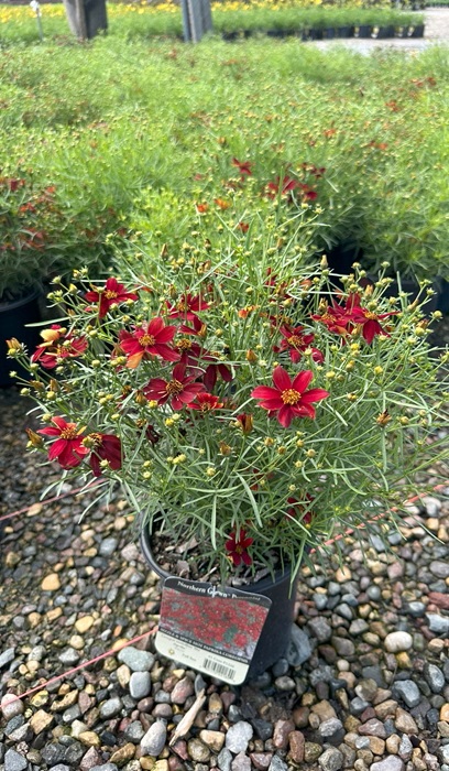 COREO VER SIZ&SPC HOT PAPRIKA #1