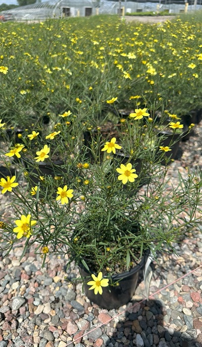 COREOPSIS VER MOONBEAM #1