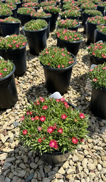 DELOS JEWEL OF DESERT GARNET #1