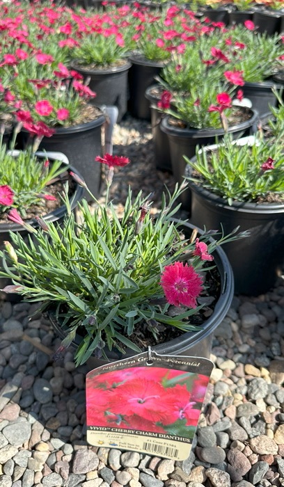 DIANTH GRA VIVID CHERRY CHARM #1