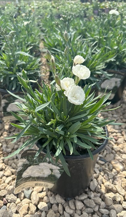 DIANTHUS CONSTANT BEAUT WHITE #1