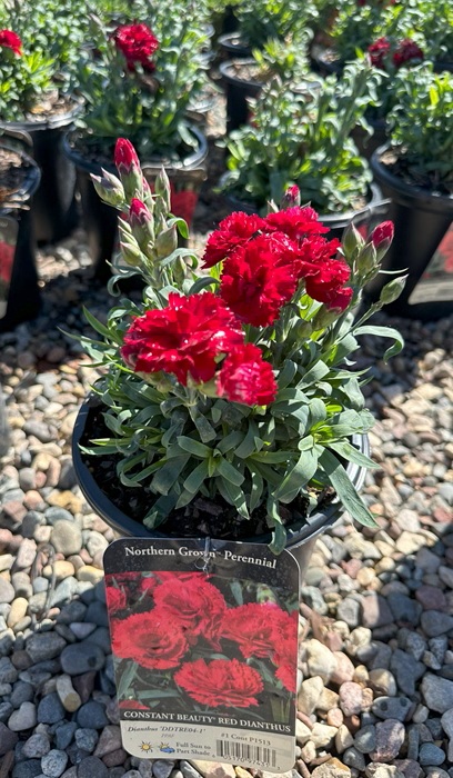 DIANTHUS CONSTANT BEAUTY RED #1