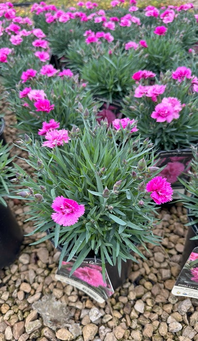 DIANTHUS EVERLAST ORCHID #1